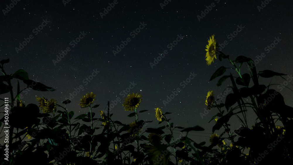 ひまわりと星空 ひまわりと星空