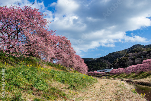 Photos Beautiful Kawazu cherry blossoms in early spring in Japan.