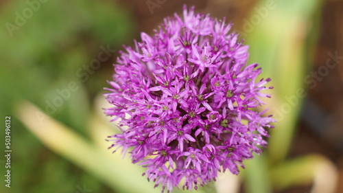 A beautiful Holland leek  Allium hollandicum 