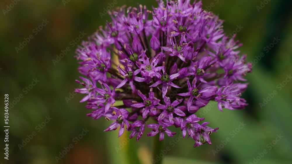 A beautiful Holland leek (Allium hollandicum) A beautiful Holland leek (Allium hollandicum)