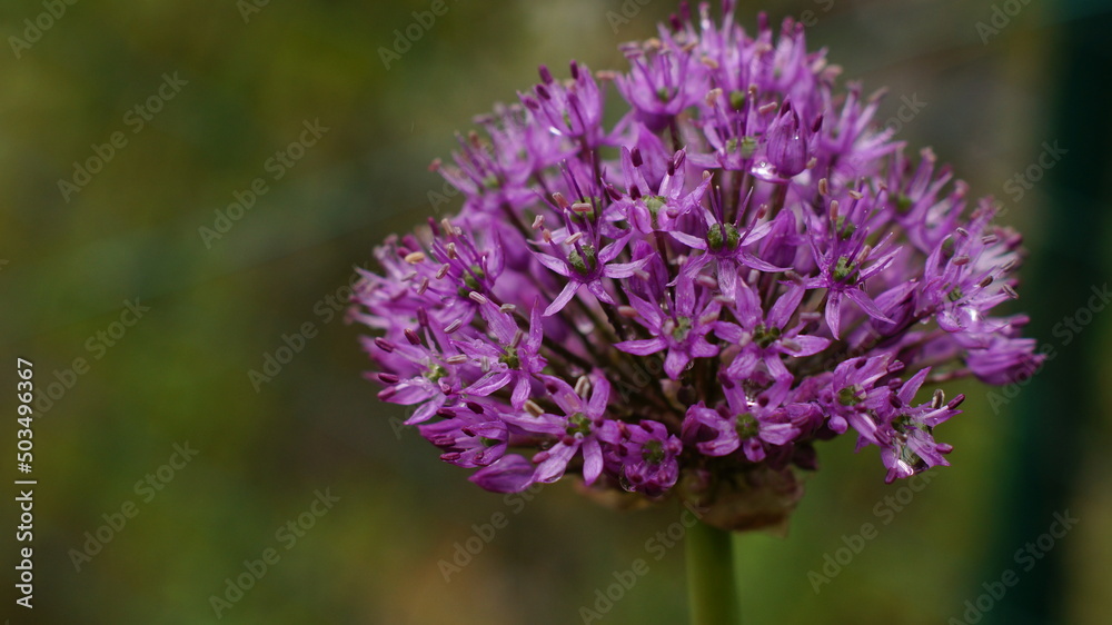 A beautiful Holland leek (Allium hollandicum) A beautiful Holland leek (Allium hollandicum)