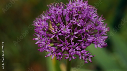 A beautiful Holland leek  Allium hollandicum 