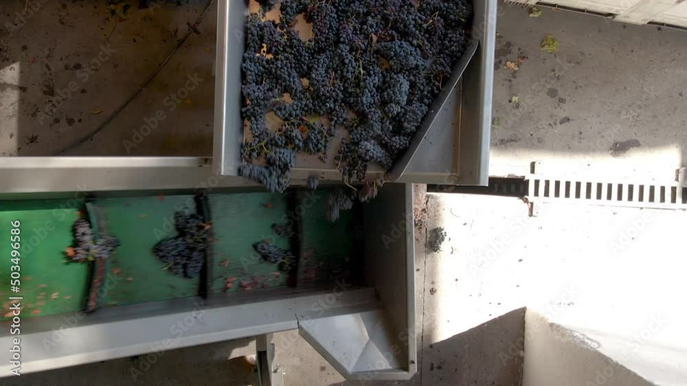 Overhead view of grapes passing from the sorting table to the belt conveyor, harvest time. Overhead view of grapes passing from the sorting table to the belt conveyor, harvest time.