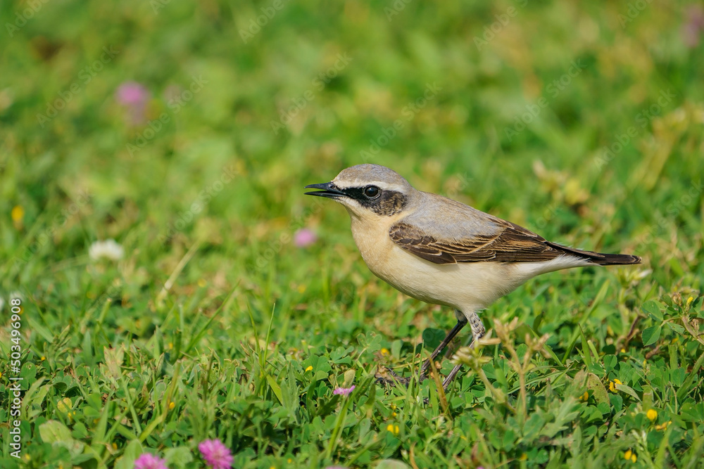 Northern Wheatear (Oenanthe oenanthe) perched on grass Northern Wheatear (Oenanthe oenanthe) perched on grass