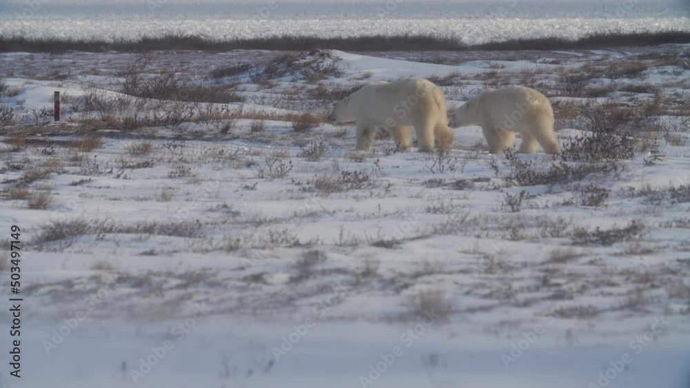 Polar bear family walking and foraging in snowy field; Manitoba, Canada Polar bear family walking and foraging in snowy field; Manitoba, Canada