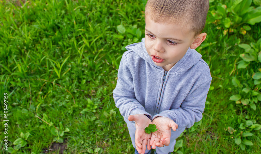 The hand holds a shamrock clover. Nature. The hand holds a shamrock clover. Nature.