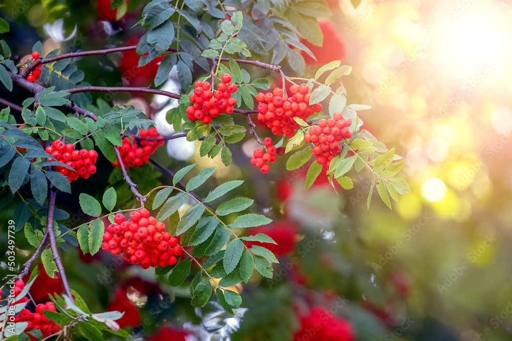 Red rowan berries in summer on a tree - obrazy, fototapety, plakaty 