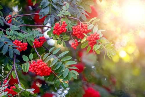 Red rowan berries in summer on a tree photo