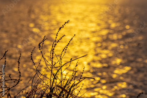 Autumn background with silhouettes of plants on a background of the river during sunset