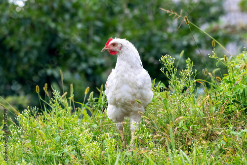 White  chicken in the garden among the green grass, breeding chickens on the farm