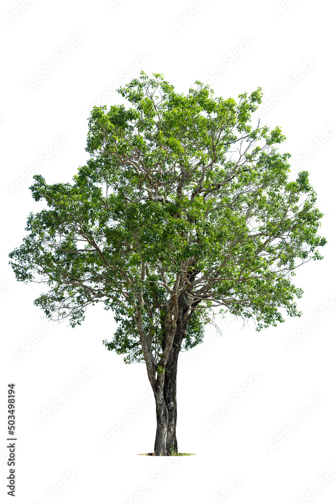 Obraz premium Trees isolated on white background, tropical trees isolated used for design, advertising and architecture