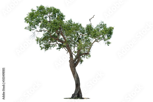 Perspective of  tree isolated on white background.,  tropical trees isolated used for design, advertising and architecture.