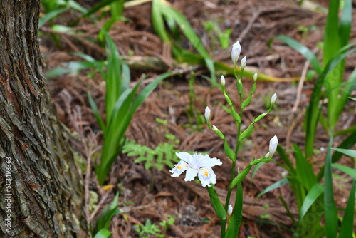 シャガの花と蕾 © SRT101