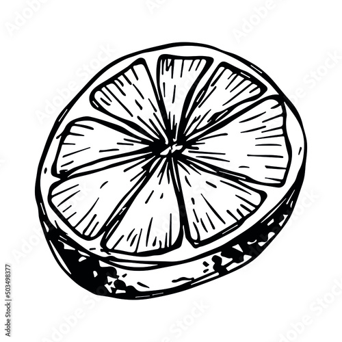 Vector lemon clipart. Hand drawn citrus icon. Fruit illustration. For print, web, design, decor, logo.