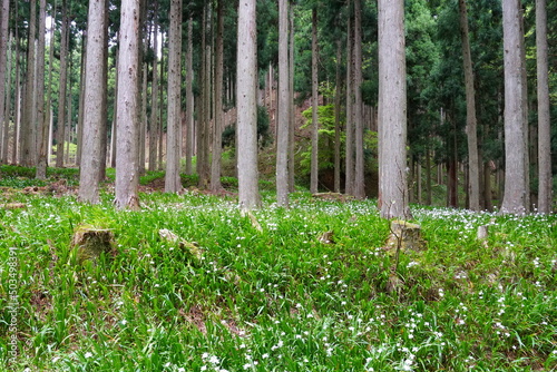 Fototapeta Naklejka Na Ścianę i Meble -  森の中で咲き誇るシャガの花