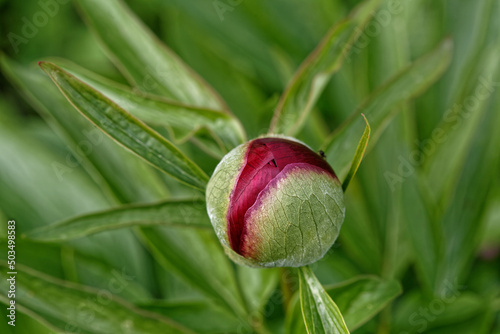 Bourgeon de pivoine au printemps.