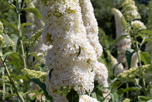 Buddlejaceae Buddleja Davidii African. Buddleja davidii White Profusion photo