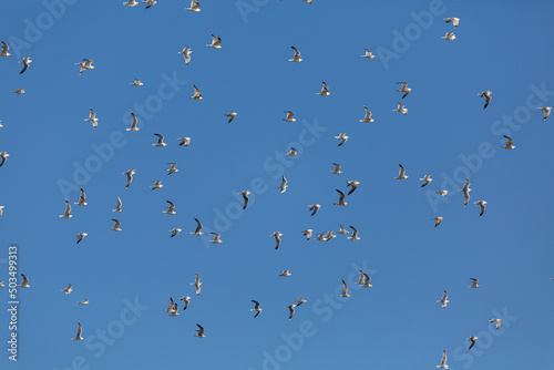 Flying seagulls