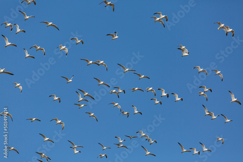 Flying seagulls