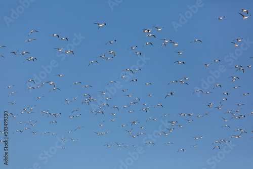 Flying seagulls