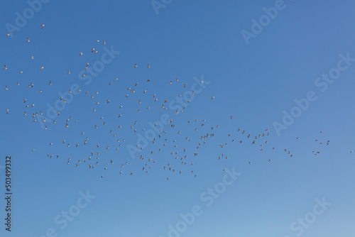 Flying seagulls