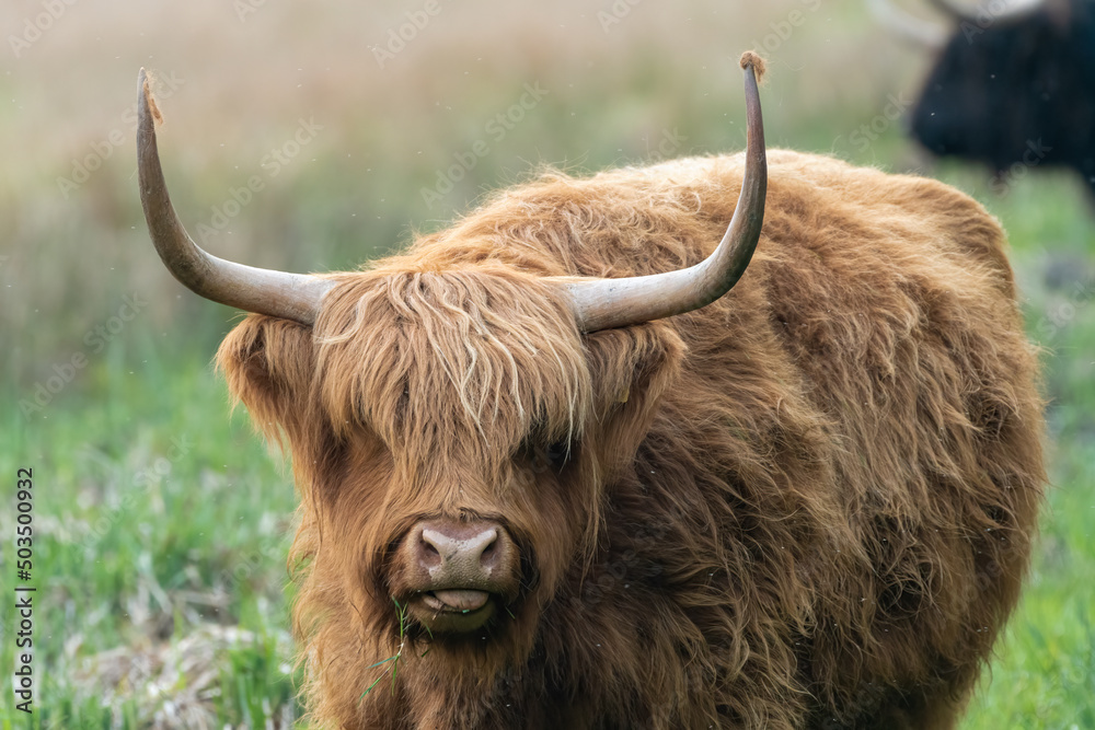 Female highland cow closeup portrait. Charismatic livestock photograph. Female highland cow closeup portrait. Charismatic livestock photograph.