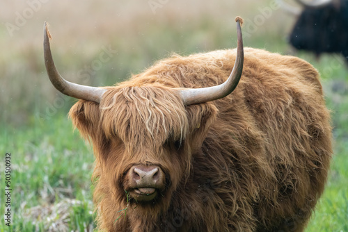 Female highland cow closeup portrait. Charismatic livestock photograph. 