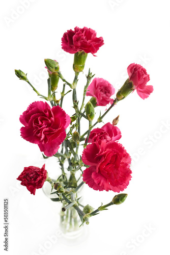 Branch pink carnation flowers isolated on white background