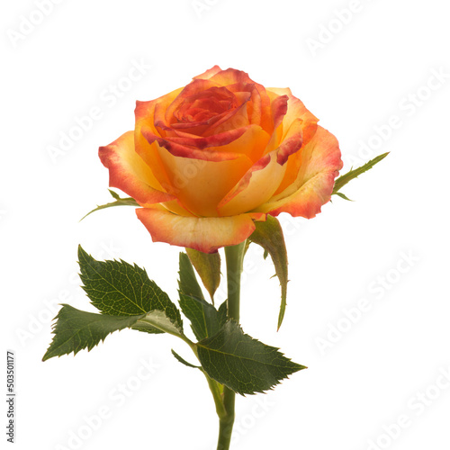 Fototapeta Naklejka Na Ścianę i Meble -  Beautiful orange rose isolated on white background.
