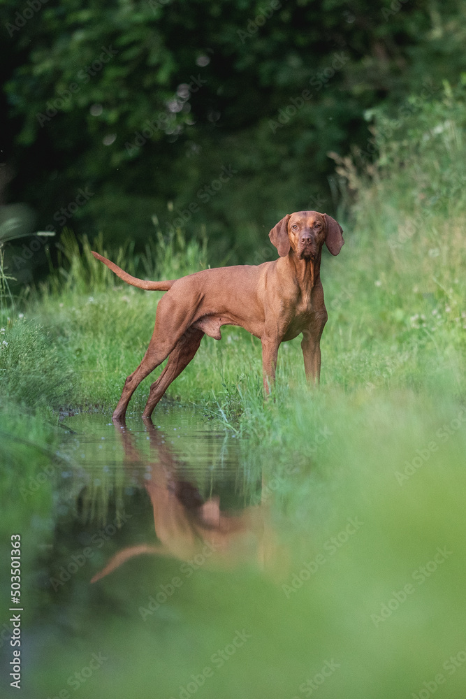Muscular Hungarian Vizsla dog playing in a muddy puddle in a field. Reflection in water. Muscular Hungarian Vizsla dog playing in a muddy puddle in a field. Reflection in water.