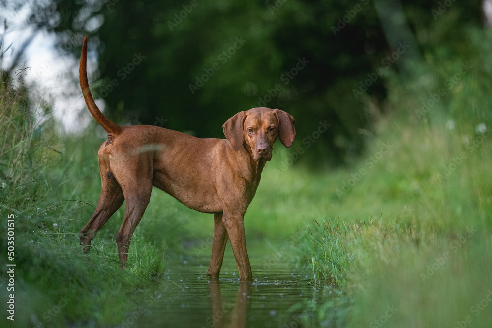 Muscular Hungarian Vizsla dog playing in a muddy puddle in a field. Reflection in water.