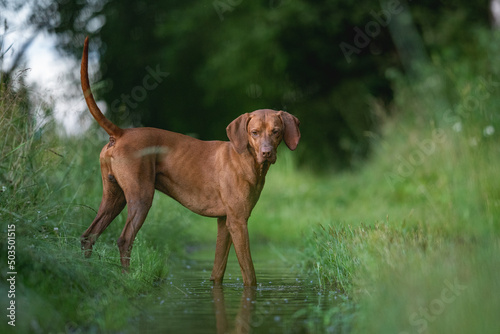 Muscular Hungarian Vizsla dog playing in a muddy puddle in a field. Reflection in water.