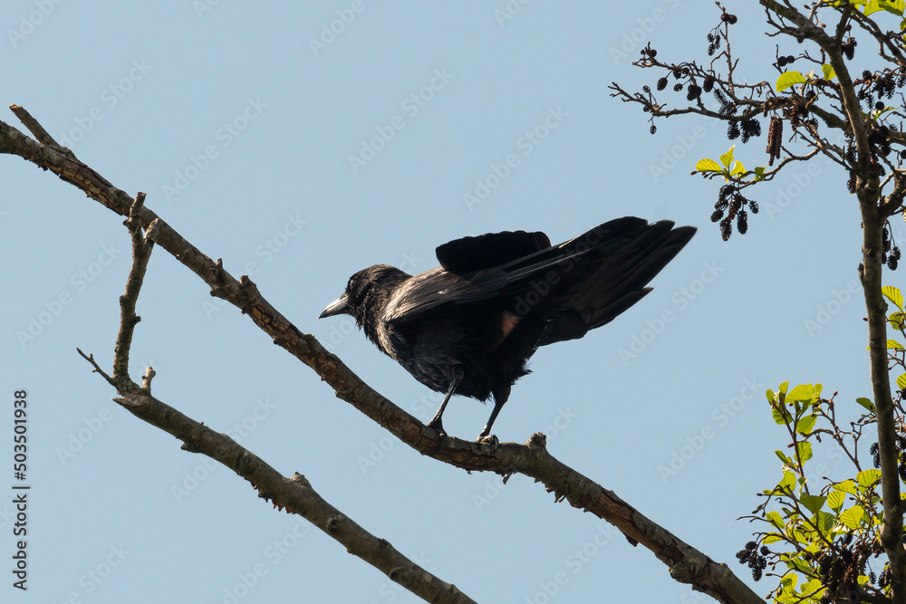 Corneille noire,. Corvus corone, Carrion Crow Corneille noire,. Corvus corone, Carrion Crow