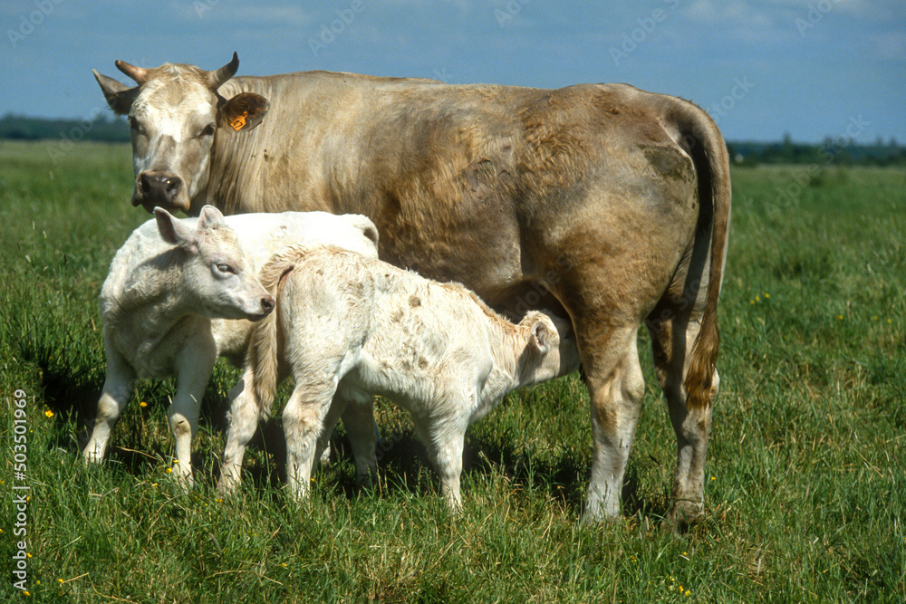 Vache Blonde d'Aqitaine, vache, veaux Vache Blonde d'Aqitaine, vache, veaux