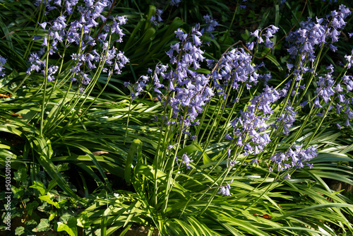 Jacinthe des bois, Hyacinthoides non scripta photo