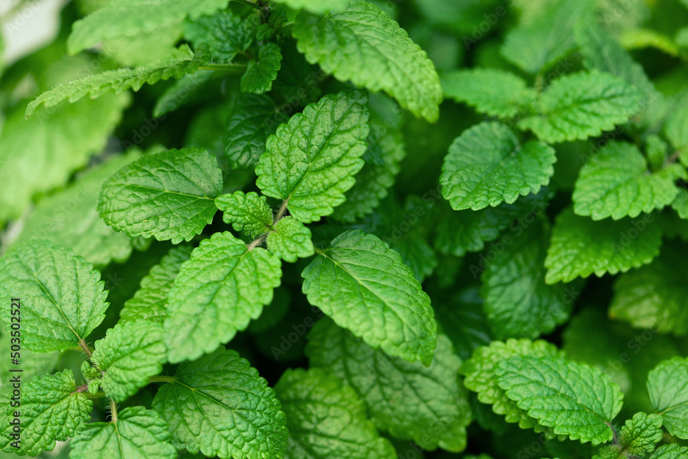 lemon balm (melissa) herb leaves closeup lemon balm (melissa) herb leaves closeup
