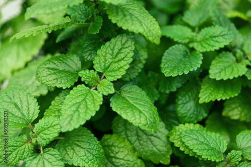 lemon balm (melissa) herb leaves closeup