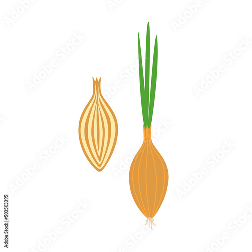Shallot onion flat style illustration isolated on white background. Vegetable illustration for farm market menu. Healthy food and vegetarian nutrition