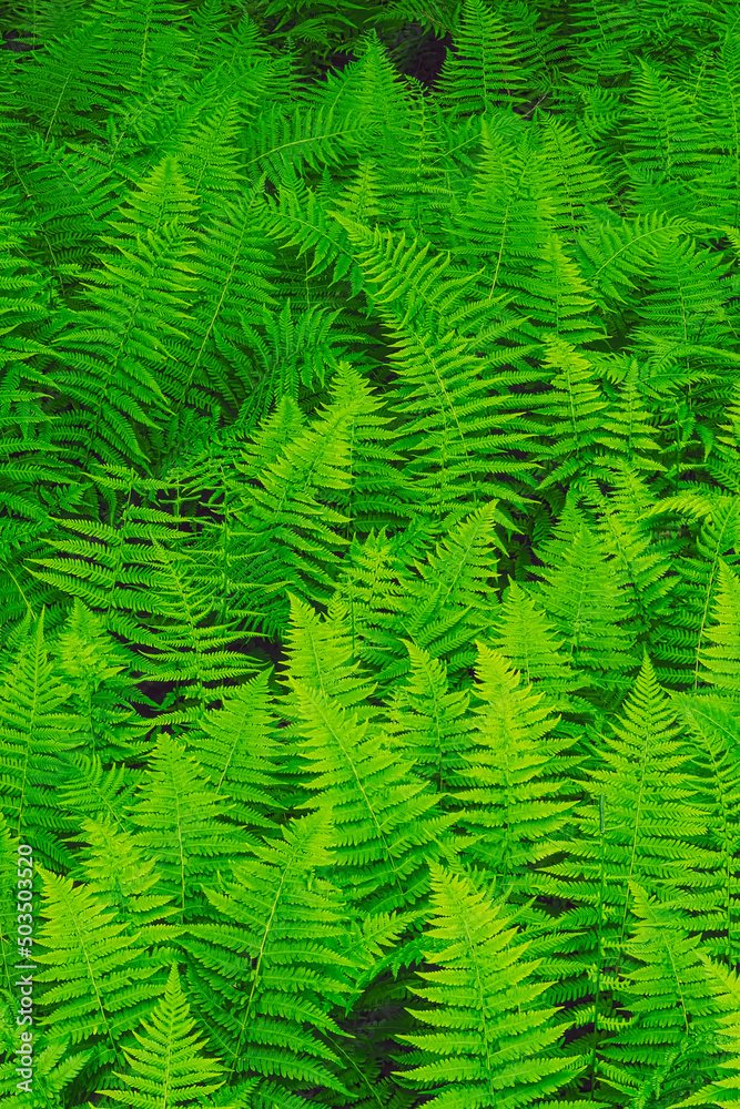 New York Ferns in the Great Smoky Mountains National Park,