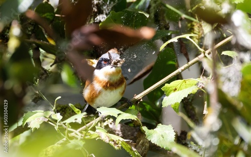 Cape Batis catching moth