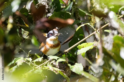 Cape Batis catching moth