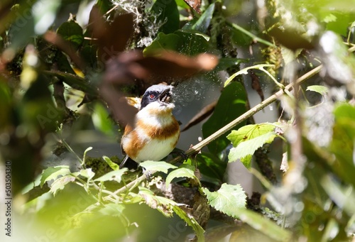 Cape Batis catching moth