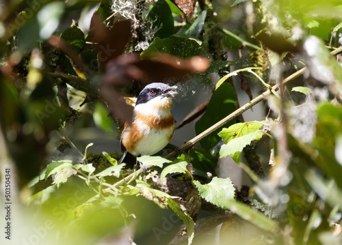 Cape Batis catching moth