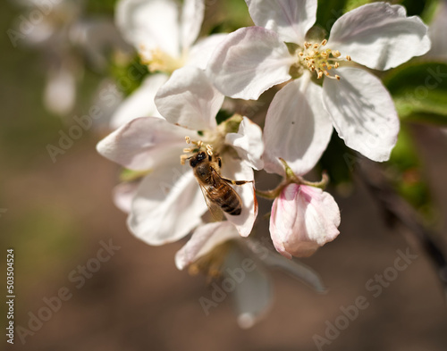 Photo of working bee on a flower