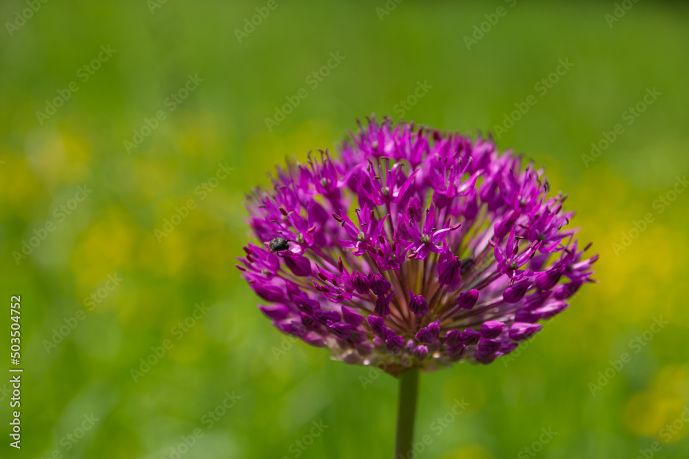 a purple globe leek flower in spring