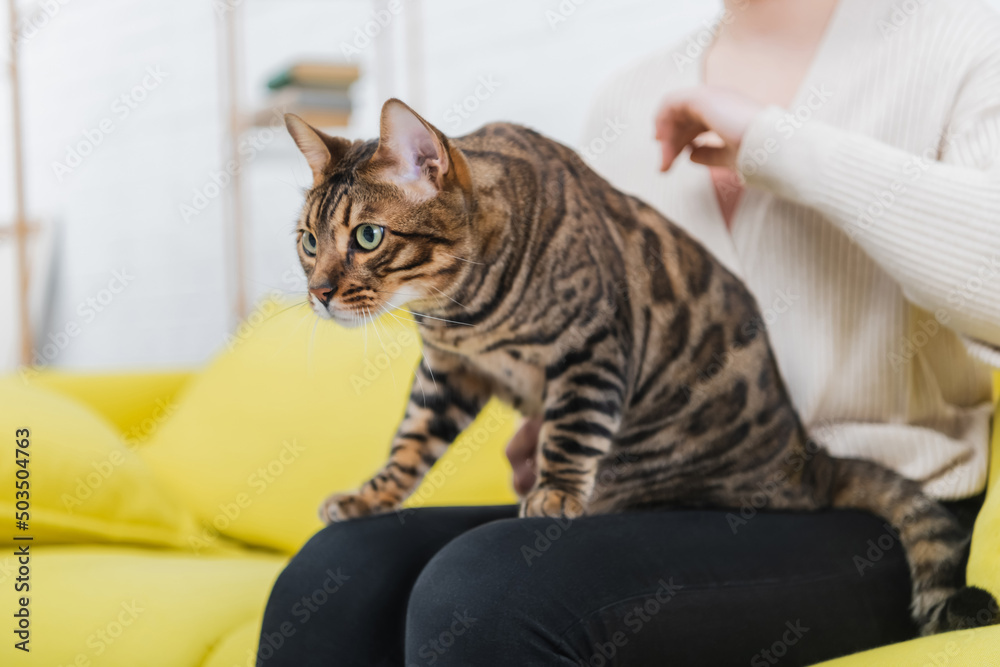 Cropped view of bengal cat looking away while sitting on woman on blurred couch. Cropped view of bengal cat looking away while sitting on woman on blurred couch.