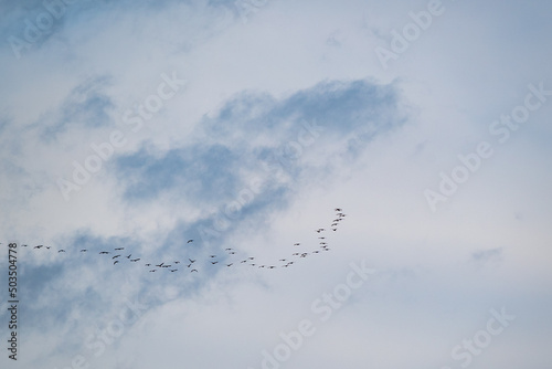 Birds/Cormorants in loose formation flight in the sky with clouds over the Atlantic Coast, South Carolina