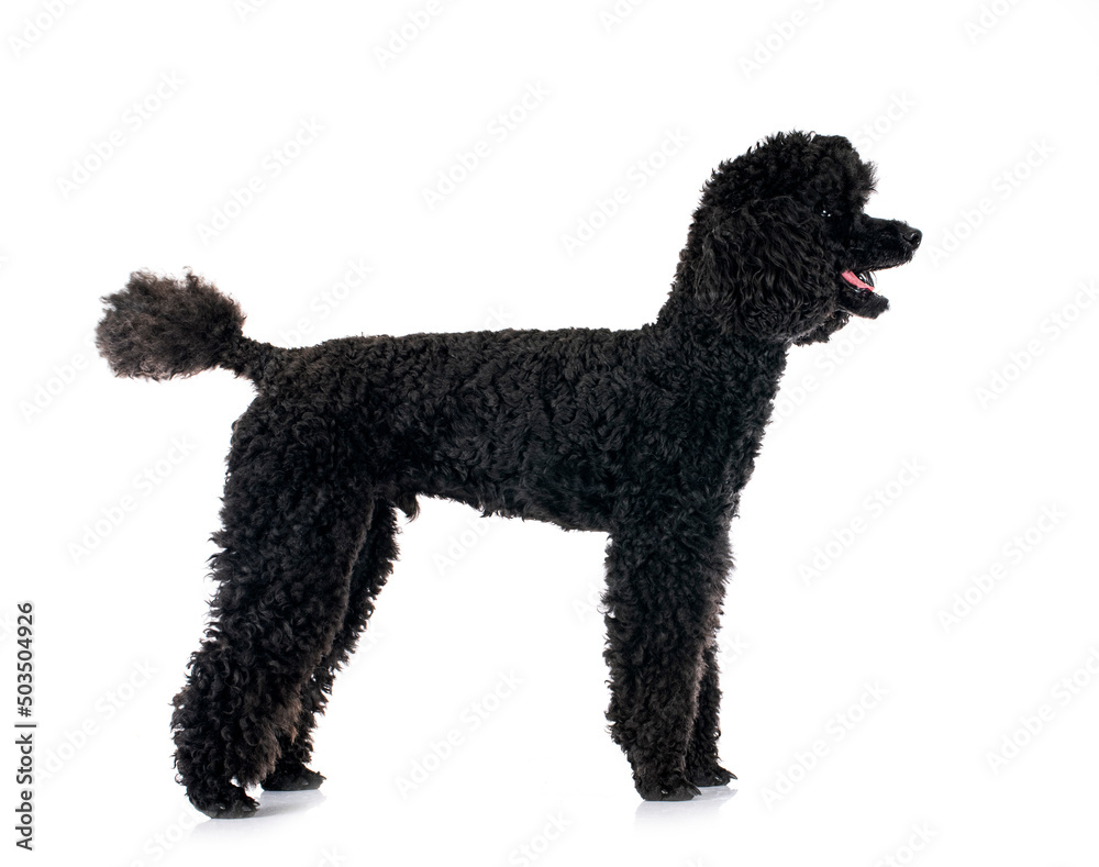 poodle in studio poodle in studio