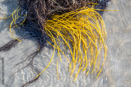 Yellow colorful sea whip soft coral (Leptogorgia virgulata) in the Atlantic Ocean surf, washing up on a South Carolina beach photo