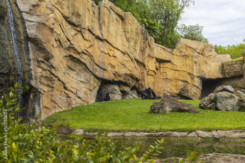 Gorillas in zoo park, group of animals in natural landscape photo